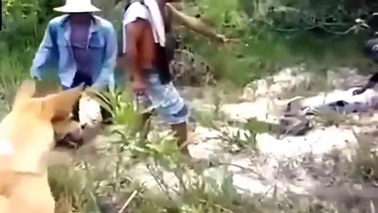 Most amazing wild animal attacks 4 biggest python 4 giant anaconda 4
