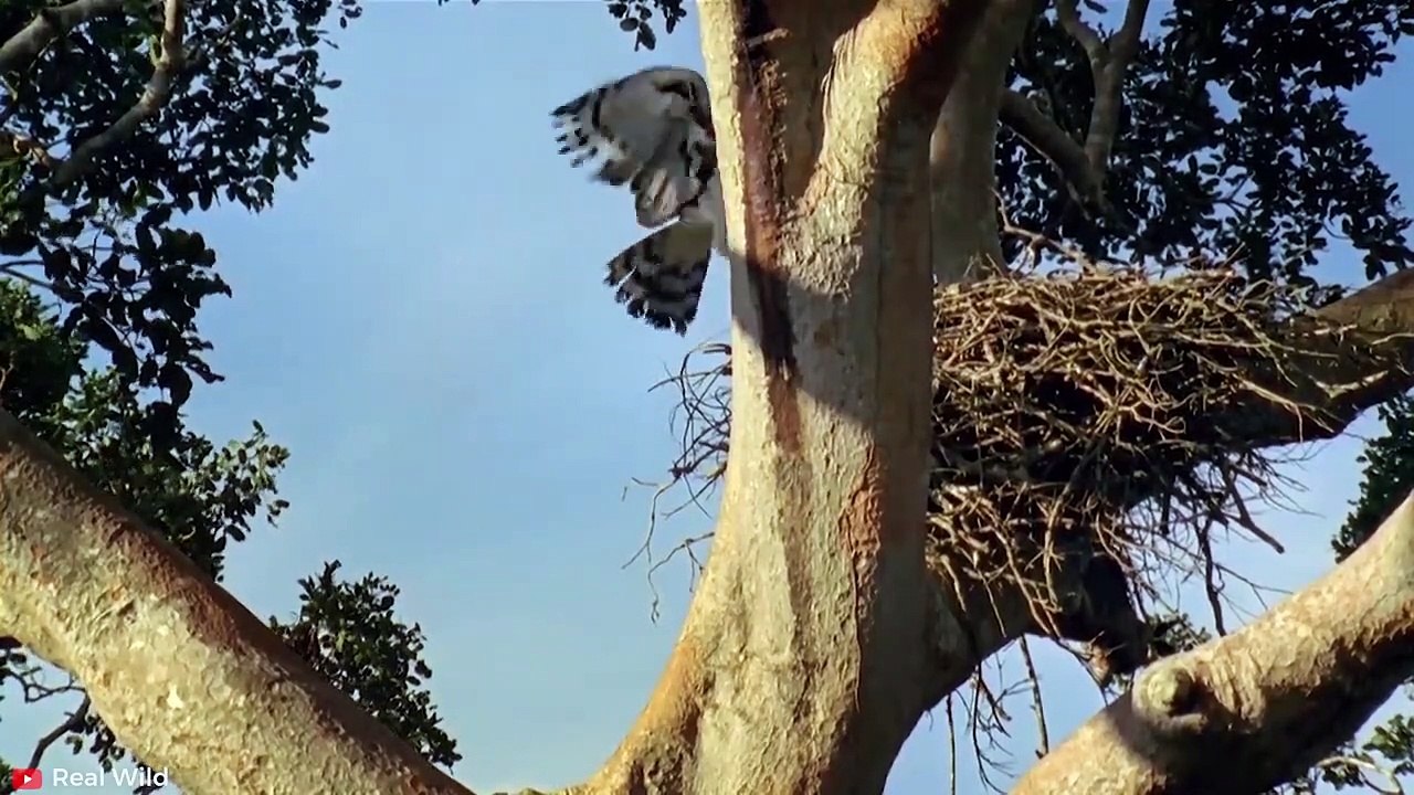 MOST CRUEL Hunting Moments of the Hungry Eagle   Pet Spot (2)