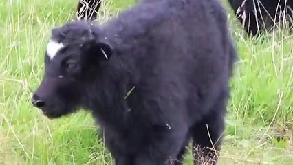 Mother Yak save her cubs from Snow Leopard