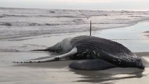 Body of whale washes ashore in seventh death in just over a month