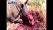 Rhino Vs LIon Fighting- Best Animal fighting 2017 (2)