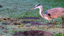 RUTHLESS Moments of the Great Blue Heron Hunting and Impaling its Prey   Pet Spot (2)