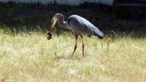 RUTHLESS Moments of the Great Blue Heron Hunting and Impaling its Prey   Pet Spot