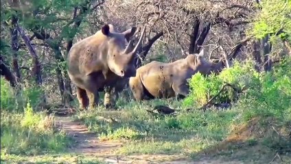 Top 10 Prey that can KILL a Lion Easily - when prey fights back