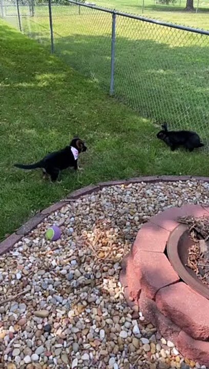 Bunny and Pupper Meet