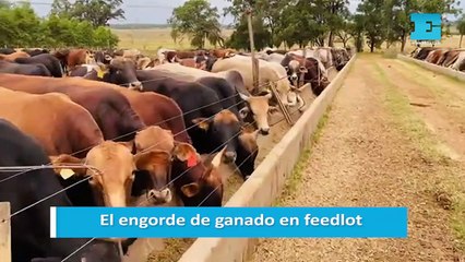 El engorde de ganado en feedlot