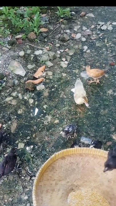 Anakan ayam marah