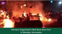 Bull Race Over Fire: Farmers Organise The Race In Mandya, Karnataka To Celebrate Sankranti 2023