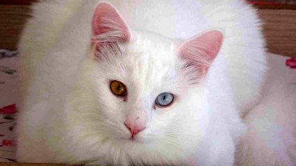 2023 yılı için '130 damızlık' Van kedisi seçildi