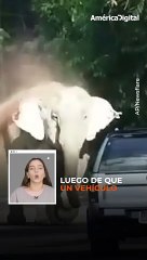 Elefante se enfada con conductores de auto que le querían tomar fotografías