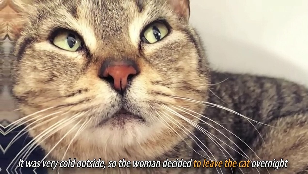 Stray Cat Sneaks Into Woman_s Home To Give Birth To Kittens In Safety