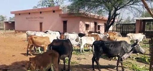 मकर संक्रांति कल मनाई जाएगी, आज भी रहेगा उल्लास