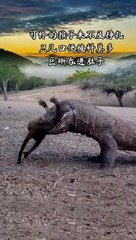 Extreme Fights Between Wild Animals  10