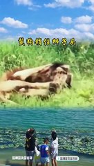 Animals of South America 4K   Scenic Wildlife Film With Calming Music 46