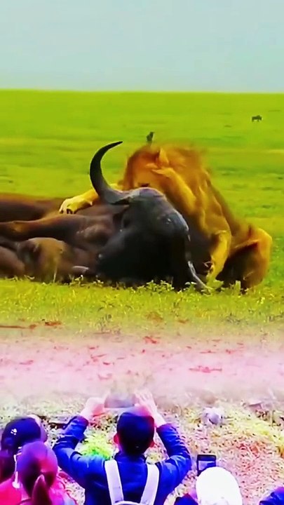 Animals of South America 4K   Scenic Wildlife Film With Calming Music 109