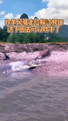 Animals of South America 4K   Scenic Wildlife Film With Calming Music 114