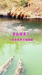 Animals of South America 4K   Scenic Wildlife Film With Calming Music 128