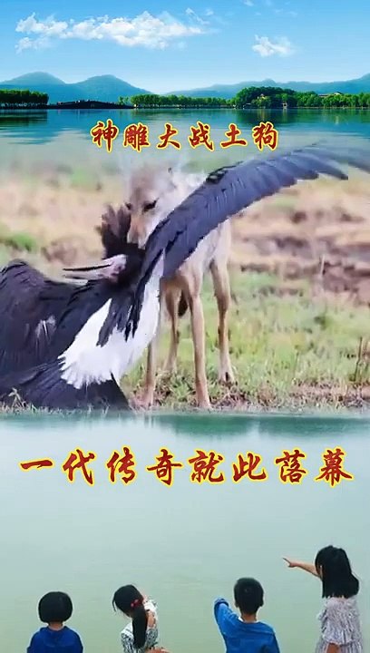 Animals of South America 4K   Scenic Wildlife Film With Calming Music 140