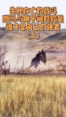 Animals of South America 4K   Scenic Wildlife Film With Calming Music 149