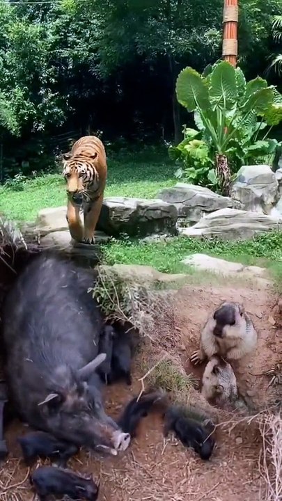 Extreme Fights Between Wild Animals  18