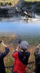 Crazy Hunting, Fight Moments Of Wild Animals#Animal Fight#Wildlife#animals #shorts 8