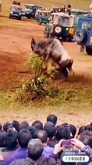 Crazy Hunting, Fight Moments Of Wild Animals#Animal Fight#Wildlife#animals #shorts