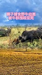 Extreme Fights Between Wild Animals 9