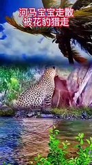 Extreme Fights Between Wild Animals 45