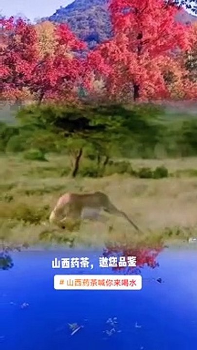 Extreme Fights Between Wild Animals 87
