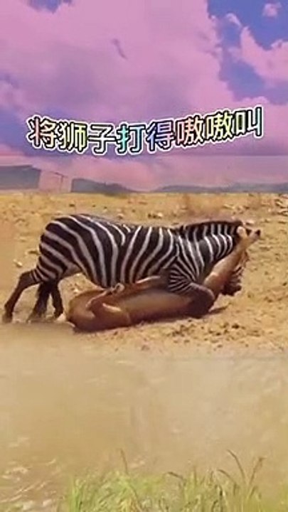 Extreme Fights Between Wild Animals 95