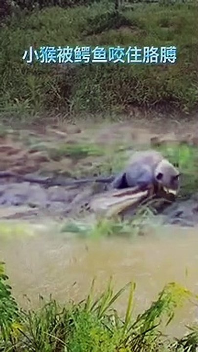 Extreme Fights Between Wild Animals 104