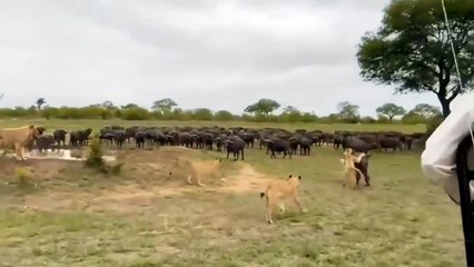 Stubborn Crocodile Was Trampled To Death By Buffalo - Buffalo River Crossing In Front Of Swamp King