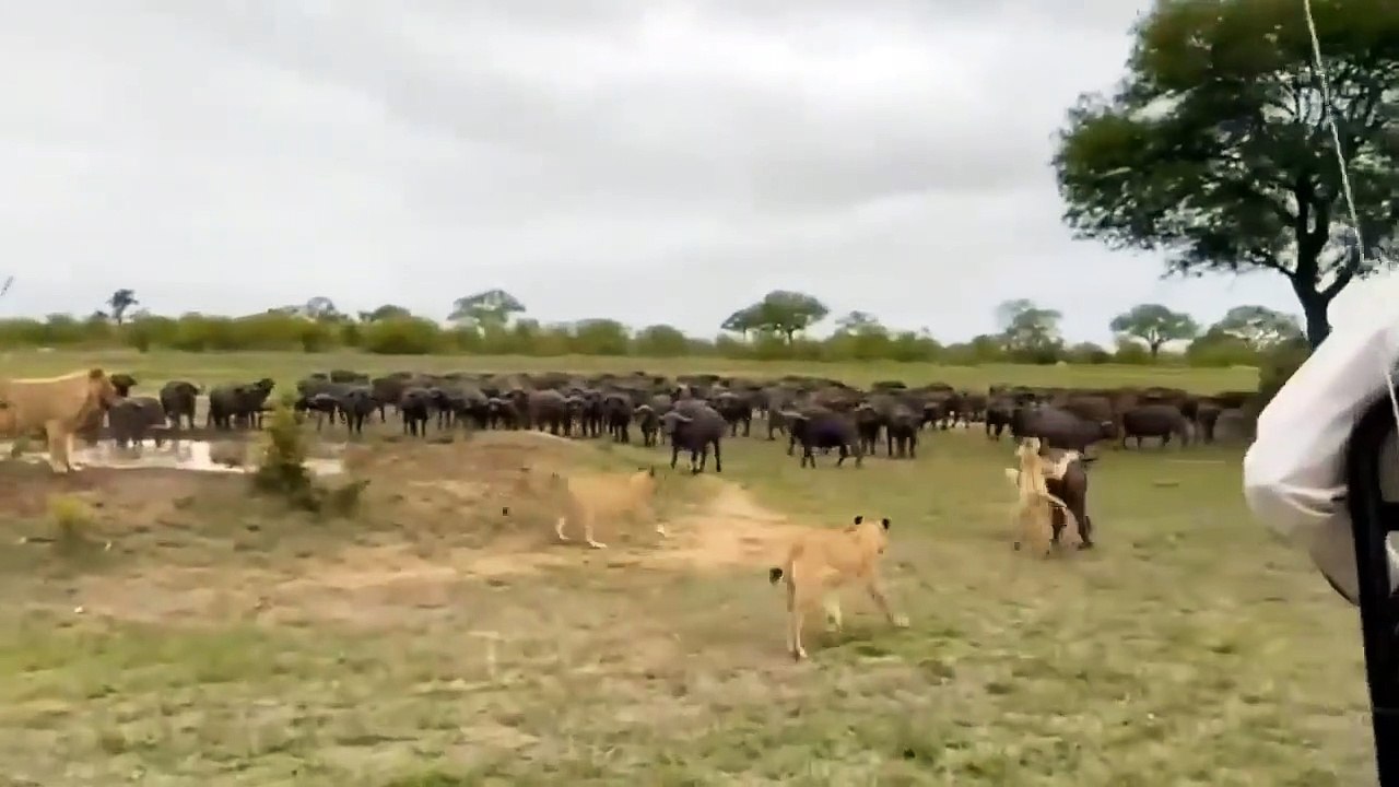 Stubborn Crocodile Was Trampled To Death By Buffalo - Buffalo River Crossing In Front Of Swamp King