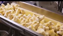 Latest Breed Chickens ll process -Raising Broiler Cages Method ll  modern poultry  Processing Factory ll