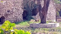 Lion in zoo Lucknow !! Lucknow zoo