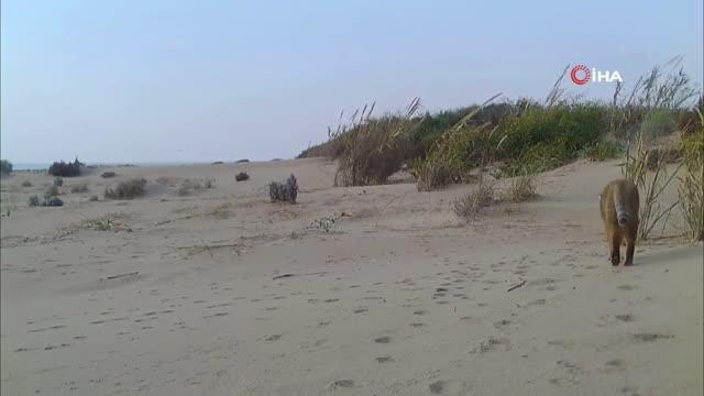 Saz kedisi fotokapan ile böyle görüntülendi