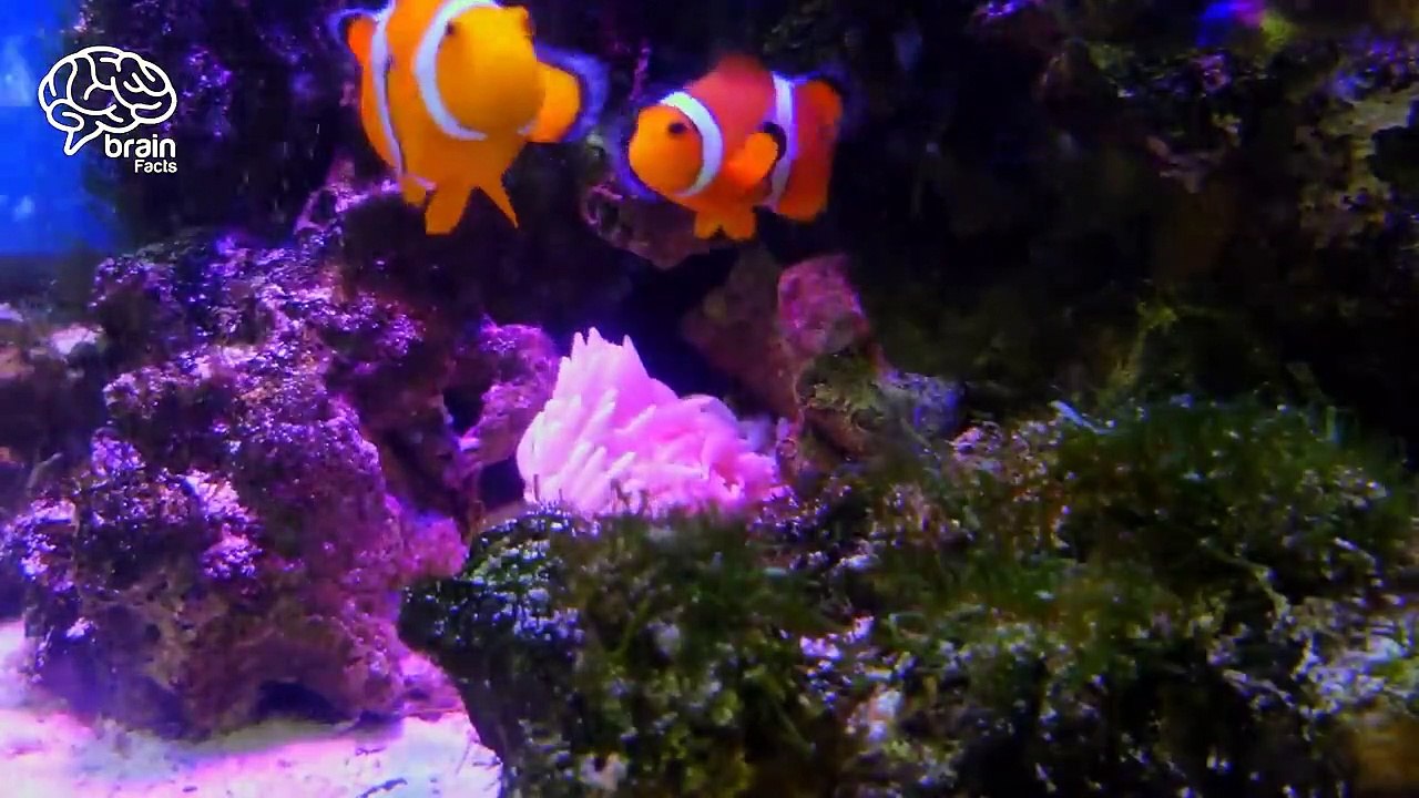 Why Do Insects Attracts To Bulb Or Light And Other Top Random Facts