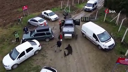 İstanbul’da kuruyan barajlarda domuz avı