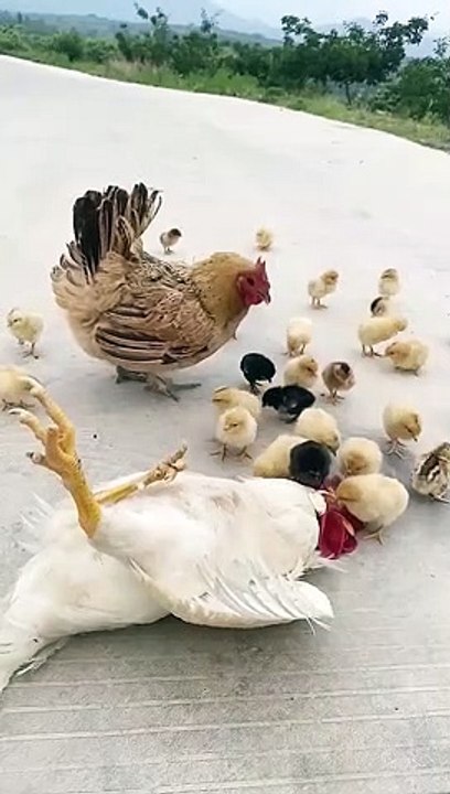 Chicken
