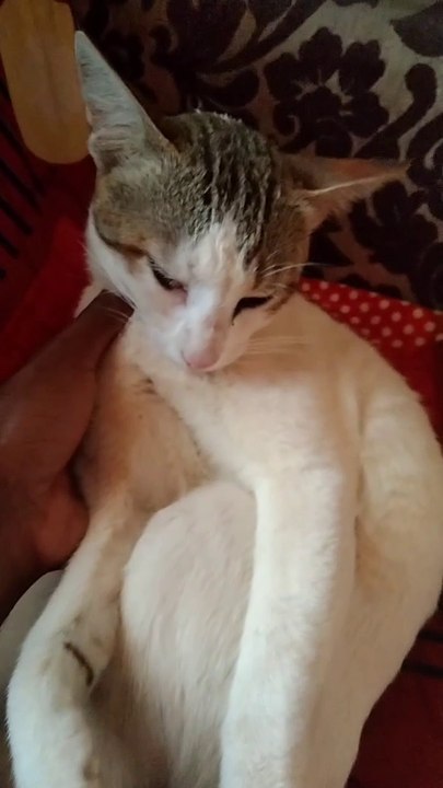 Cute Amazing Cat Video