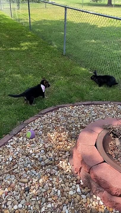 Bunny and Pupper Meet