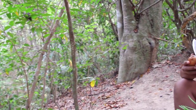 #MasalaPorkRibs Cooking 500 Years Old Pork Ribs Coconut Milk Recipe Eating So Delicious with Rice