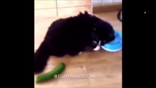 Voice Over Cats Compilation youtube