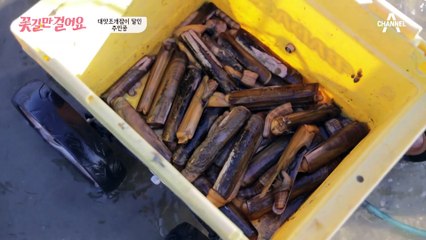 오늘의 ✿꽃길✿ 주인공은? 태안의 홍길동이자 만능 일꾼 명경 씨!