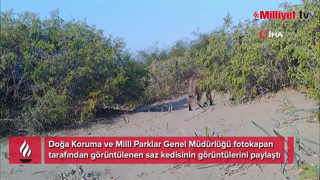 Saz kedisi fotokapan ile görüntülendi