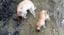 ELAZIĞ'DA 5 KÖPEK ÖLÜ BULUNDU; SAVCILIK SORUŞTURMA BAŞLATTI