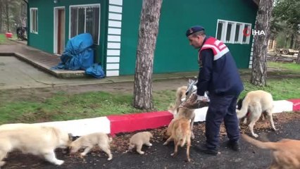 Jandarma sokak hayvanlarını yalnız bırakmadı