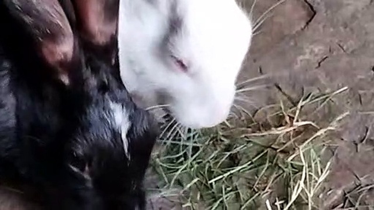 funny animal video  funny animals videos 2022 . animals videos #animals #funnyanimals