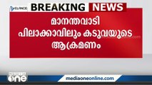 വീണ്ടും കടുവ..; മാനന്തവാടി പിലാക്കാവിൽ പശുക്കിടാവിനെ കൊന്നു