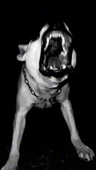 Angry Dog Barking